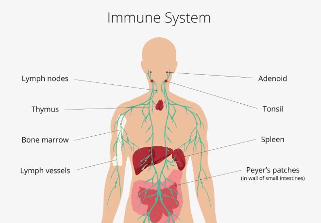 Human Immune System Improvement | How to increase immunity power? | How can I make my immune system stronger at home?