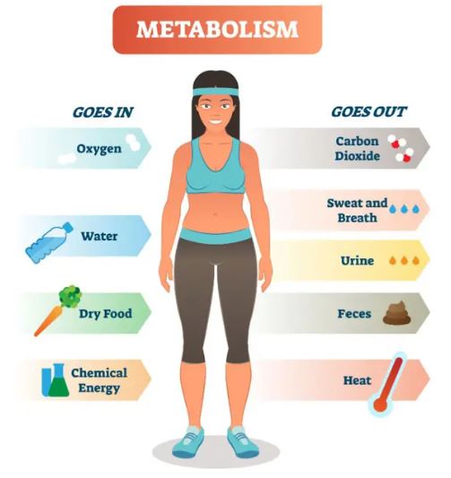 Tips to improve Metabolism