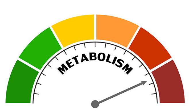 Tips to improve Metabolism