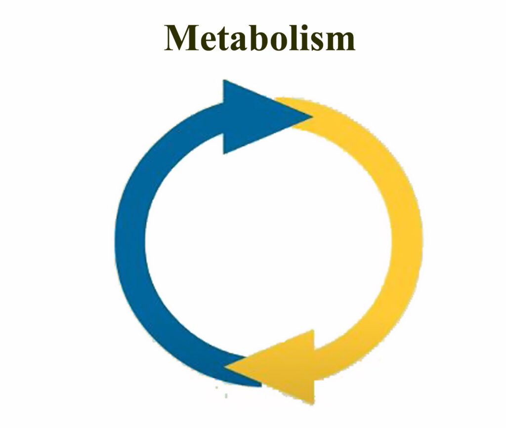 Tips to improve Metabolism