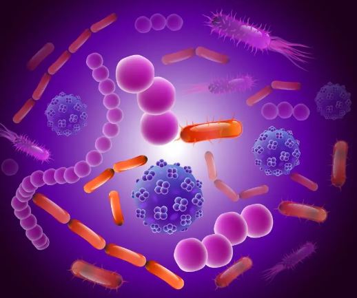 Bifidobacterium: Longevity Bacteria