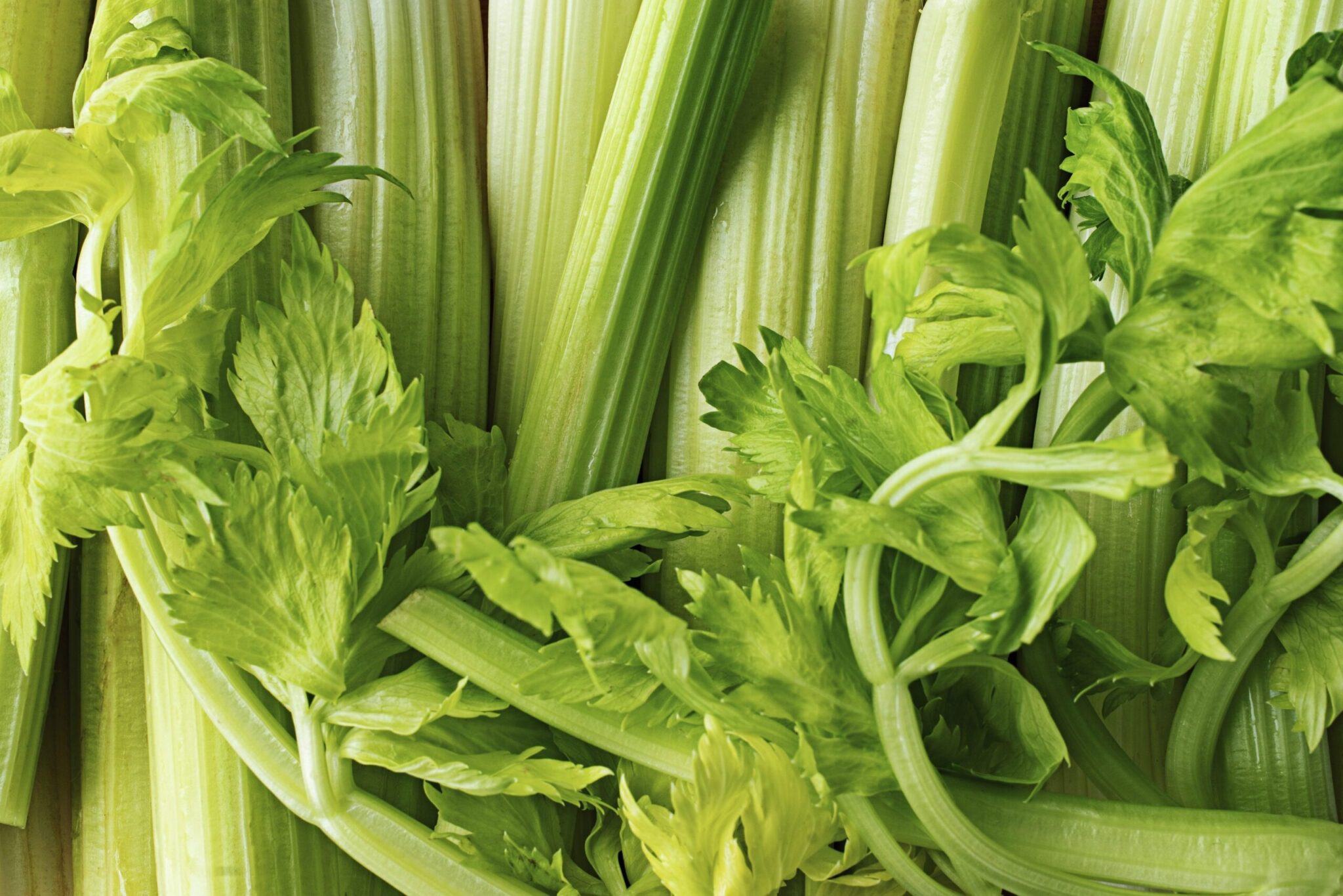 Nutritional Value of Celery: Its unique aroma brings relaxation and health benefits!