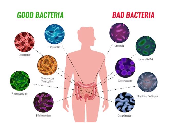 Bifidobacterium: Longevity Bacteria