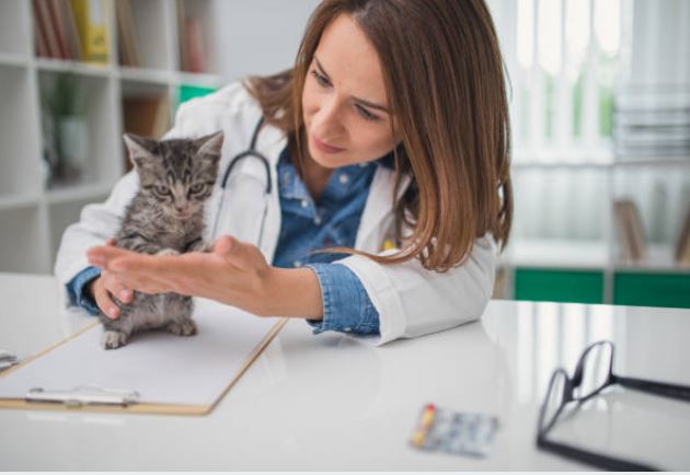 Pet Insurance | 9 Best Pet Insurance