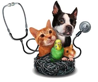 Pet Insurance | 9 Best Pet Insurance