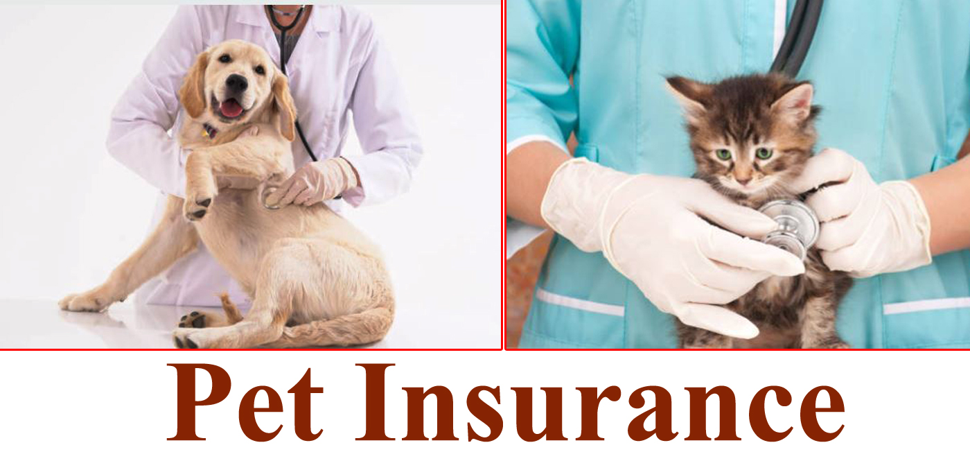 Pet Insurance | 9 Best Pet Insurance