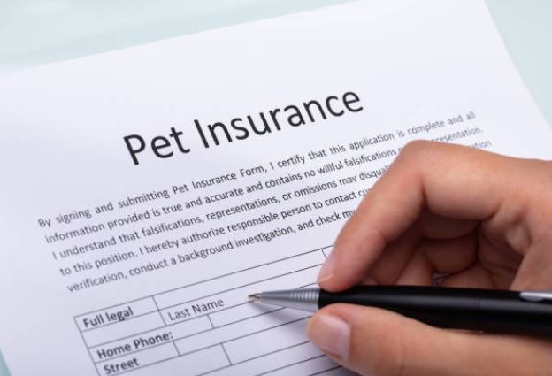 Pet Insurance | 9 Best Pet Insurance